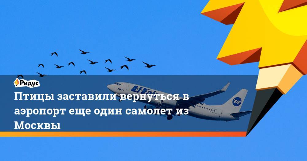 Птицы заставили вернуться в аэропорт еще один самолет из Москвы. Ридус