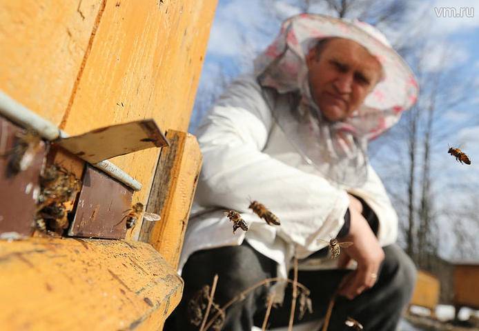 Юным москвичам предложили сочинить сказку о пчелах