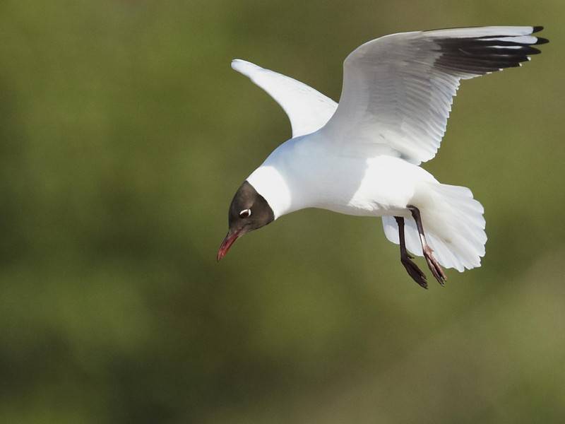 Влияние свалок на количество птиц в Жуковском выяснят оперативно