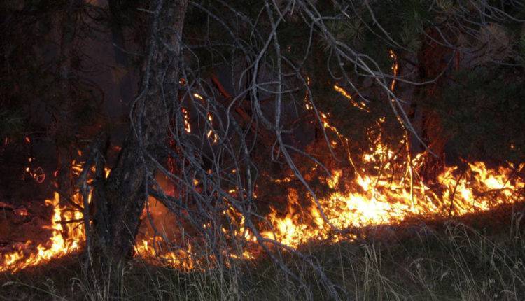 Жара и рельеф три дня не дают потушить лесной пожар на юге Армении