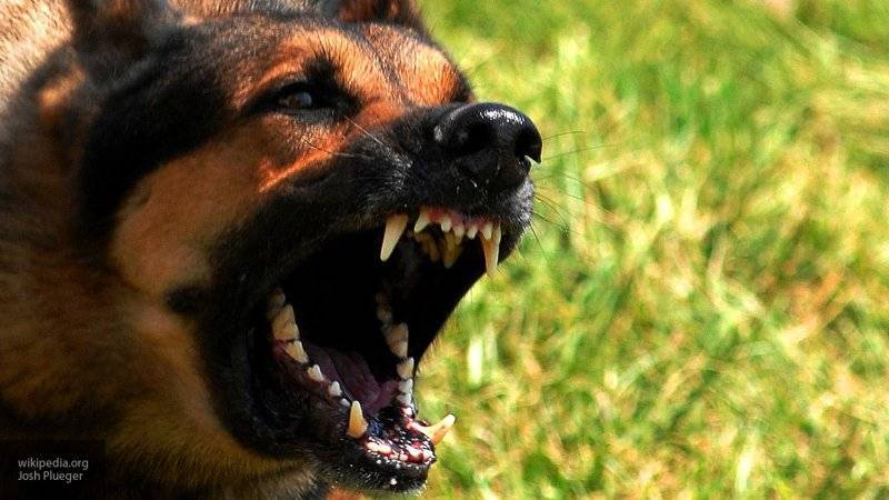 Штрафы за выгул опасных собак без намордника предложили ввести в России