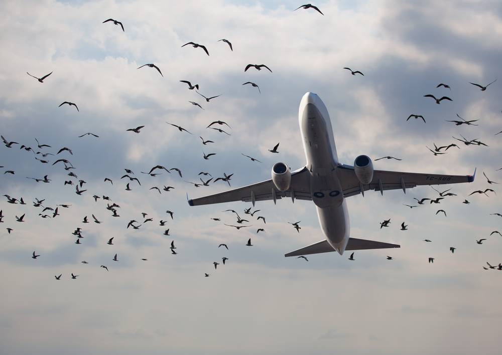 «Взлёт разрешаю, отдельные перелёты птиц»,&nbsp;— Baza опубликовала расшифровку переговоров диспетчера аэропорта Жуковский с пилотами