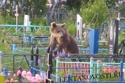 Медведь украл покойного с кладбища и утащил с собой