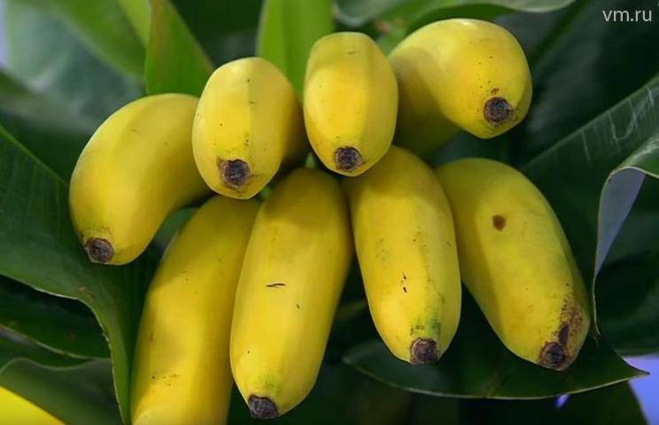 Убивающий бананы грибок привел Колумбию к чрезвычайной ситуации