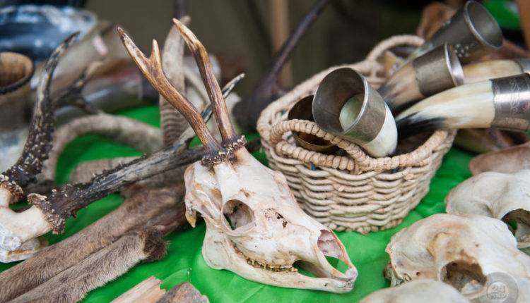 Около 500 вещей викингов обнаружили в Псковской области