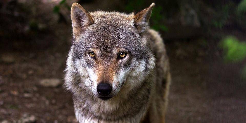 Житель Челябинска отделался штрафом за нападение его волка на ребенка в парке