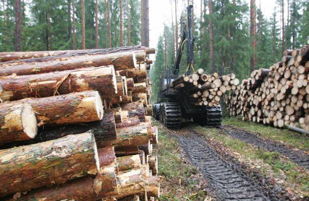 Полный запрет: Россия может отказать Китаю в древесине