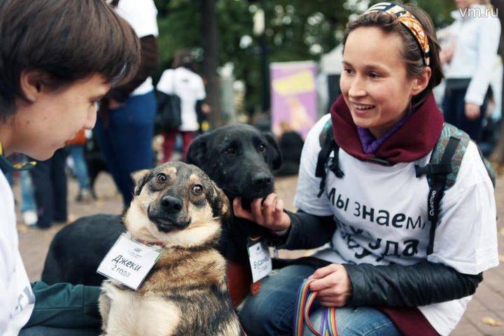 Москвичей пригласили помочь бездомным животным кормом и медикаментами