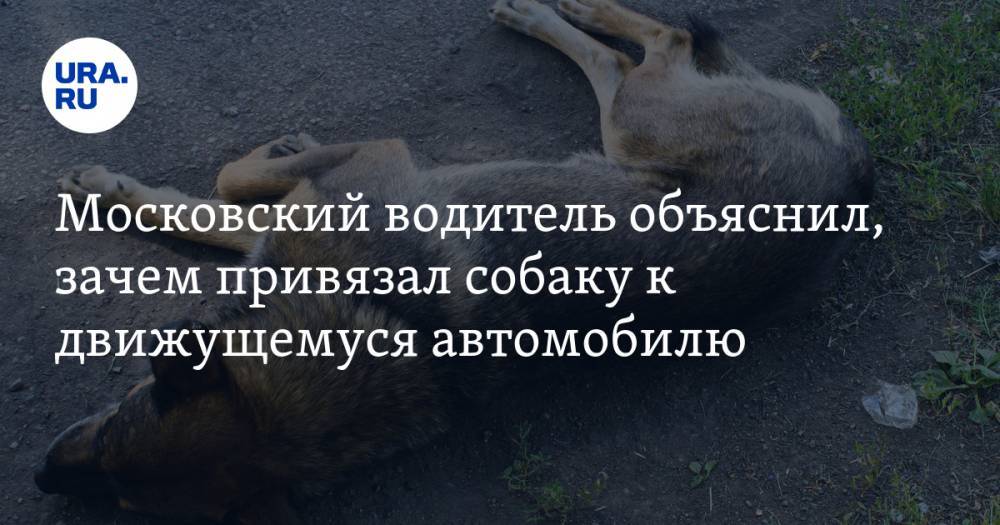Московский водитель объяснил, зачем привязал собаку к движущемуся автомобилю — URA.RU