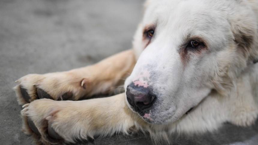 Видео: Водитель протащил собаку на тросе по Киевскому шоссе