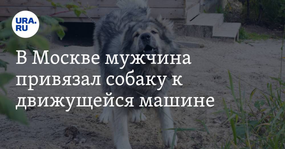 В Москве мужчина привязал собаку к движущейся машине — URA.RU