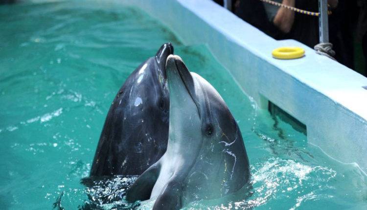 Итальянские дельфины погибают от эпидемии «кори»