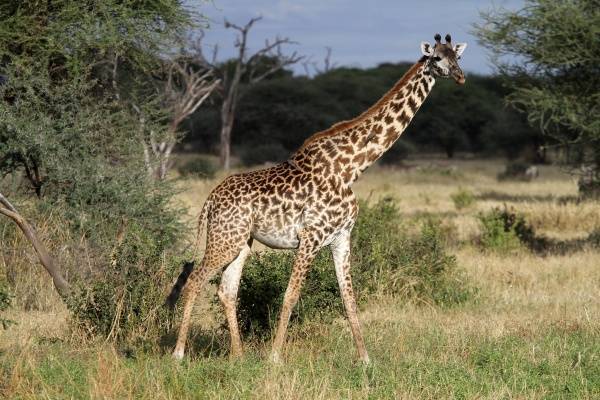 Международная группа ученых улучшила сборку генома исчезающего вида жирафа — Общество. Новости, Новости России