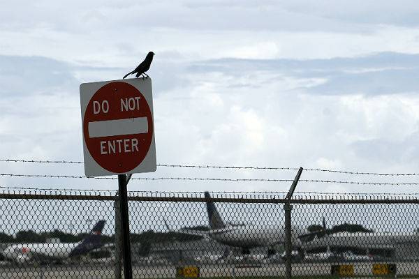 Орнитологи предложили решение проблемы с птицами у аэропортов