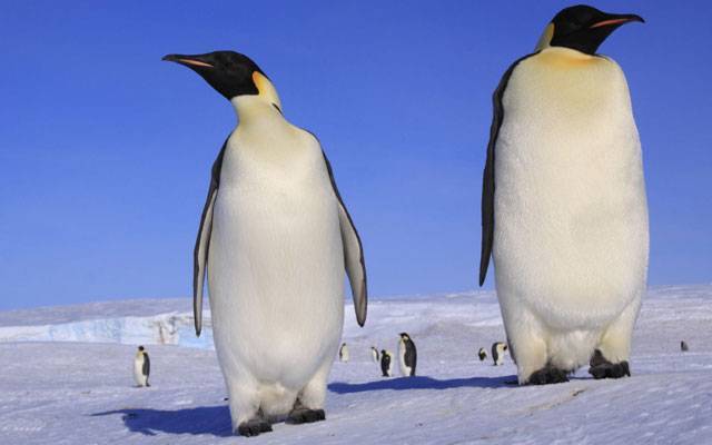 60 млн лет назад в Новой Зеландии жили пингвины ростом с человека — Общество. Новости, Другие