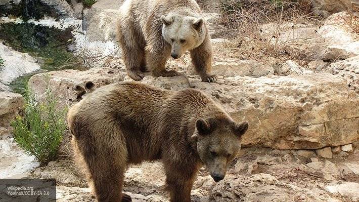 Пещерные медведи стали исчезать с появлением людей