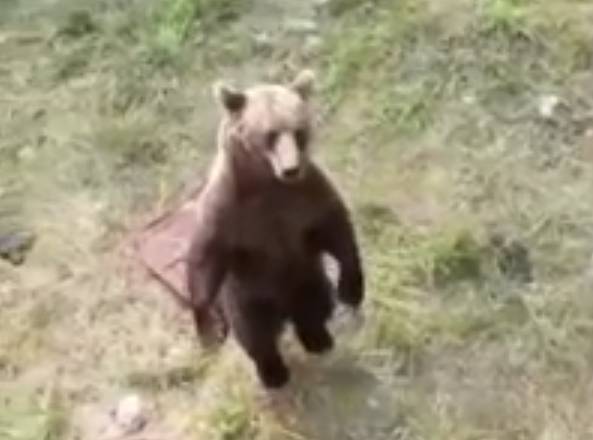 Видео: стая голодных медведей окружила машину с людьми в Якутии. РЕН ТВ