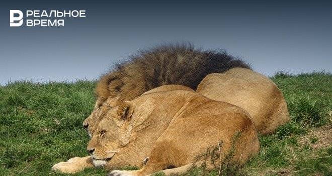 Британские ученые подсчитали количество львов в природе Африки