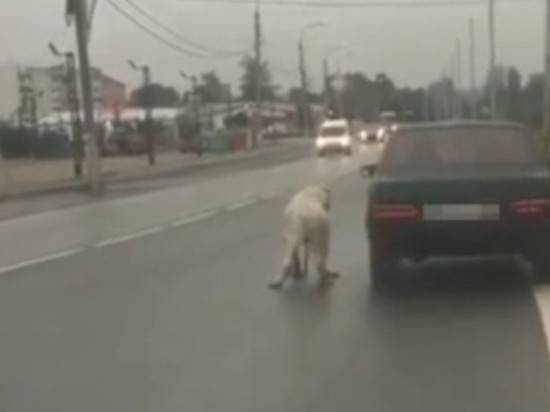 В Москве живодер привязал собаку к машине: спасла певица