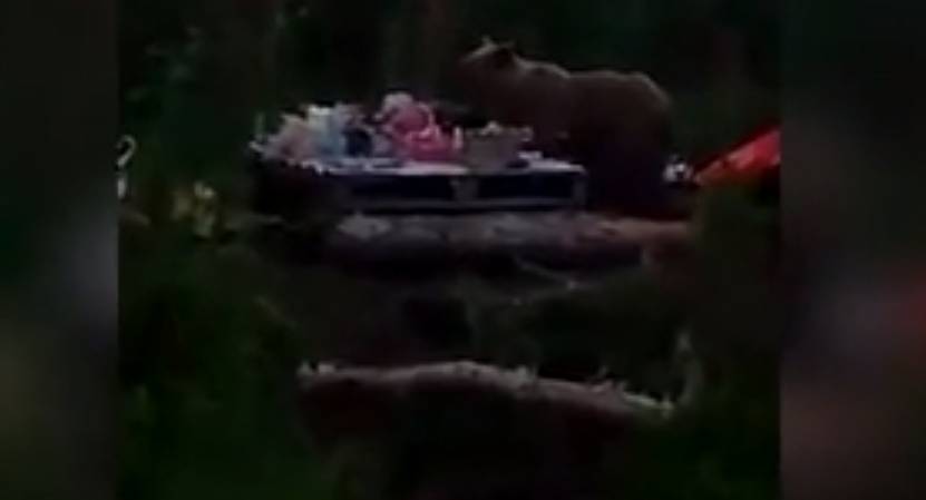 Видео: медведь в Норильске украл еду у туристов со стола . РЕН ТВ
