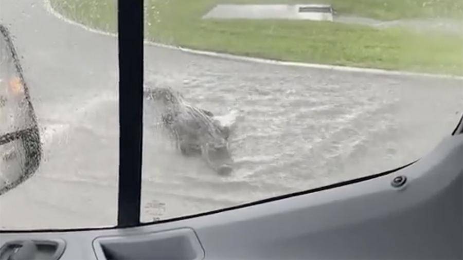 Огромный аллигатор на дороге во Флориде попал на видео