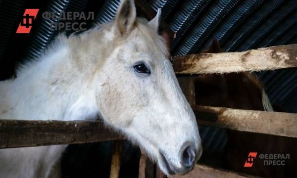 В Нижнем Тагиле спасли тонущих девушку и коня | Свердловская область | ФедералПресс