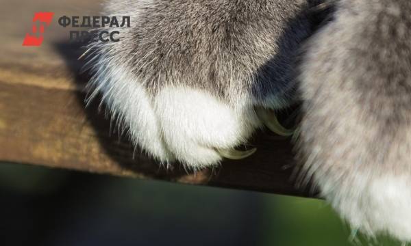 Врач обнаружил опасность кошачьих царапин | Москва | ФедералПресс