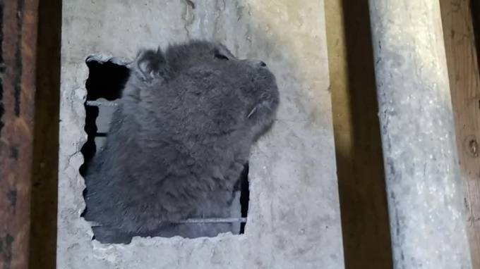 В Каменке спасли кота, который четыре дня просидел в вентиляции