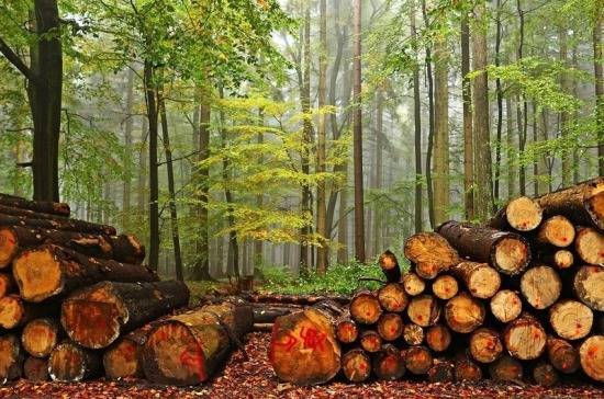 Мантуров: полный запрет экспорта леса в Китай нецелесообразен