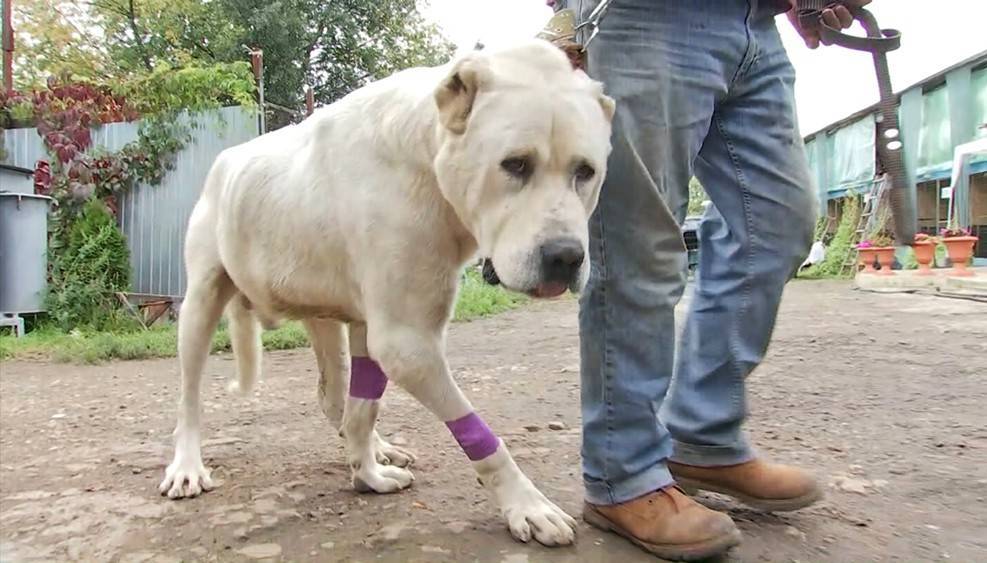 В Москве спасли привязанную к движущейся машине собаку