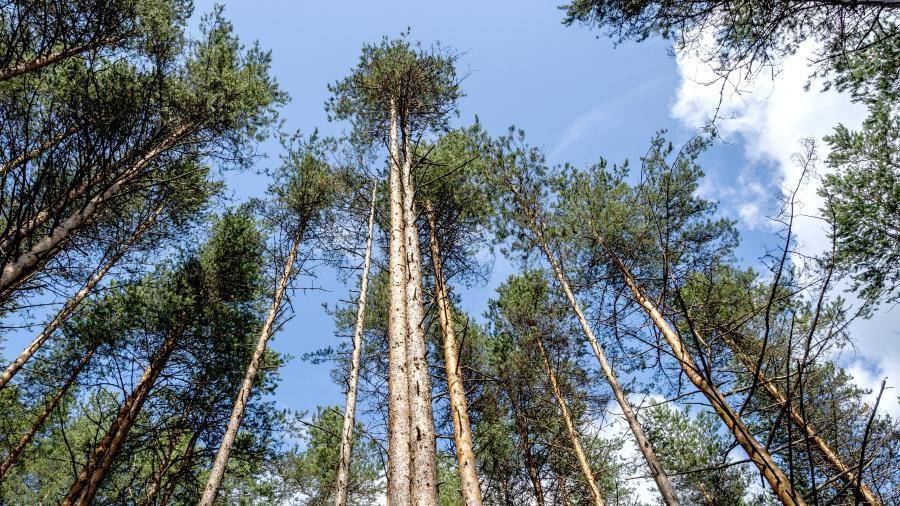 Мантуров заявил о нецелесообразности полного запрета на экспорт леса в Китай