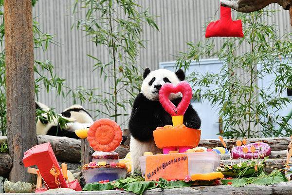 В Хайнани панды-братья отметили свой день рождения