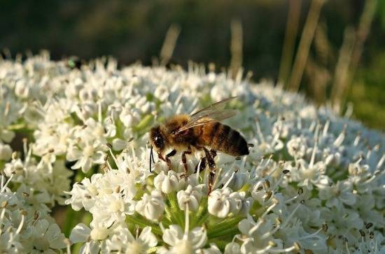 Массовую гибель пчел в России связали с истреблением борщевика