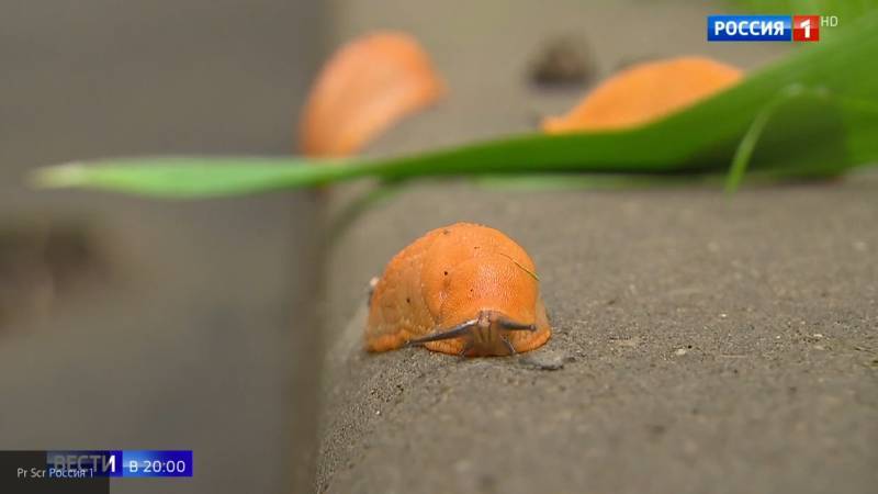 Зоолог призвал москвичей не бояться найденных в городе оранжевых слизней