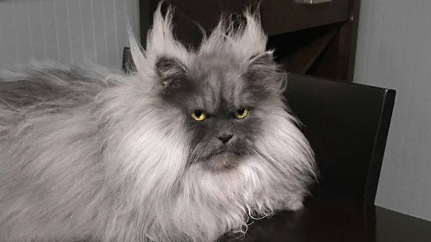Дьявольски хорош: сердитый кот Джуно стал новой звездой соцсетей