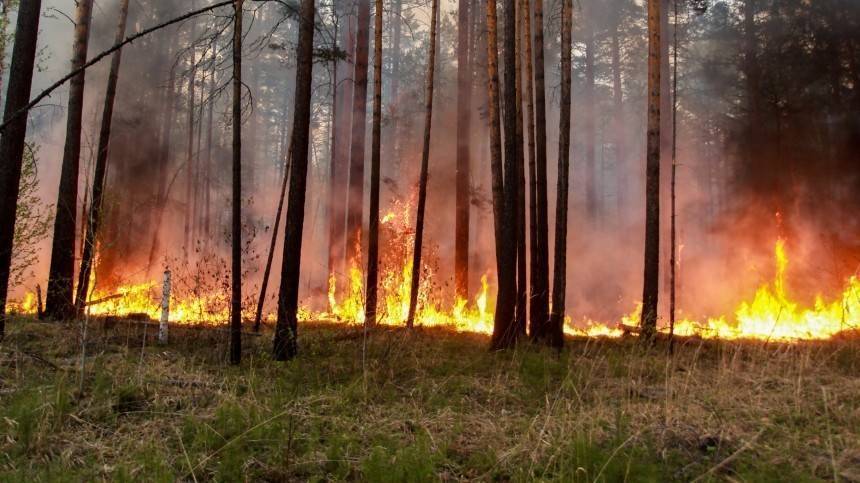 Фото: Как выглядят лесные пожары из космоса