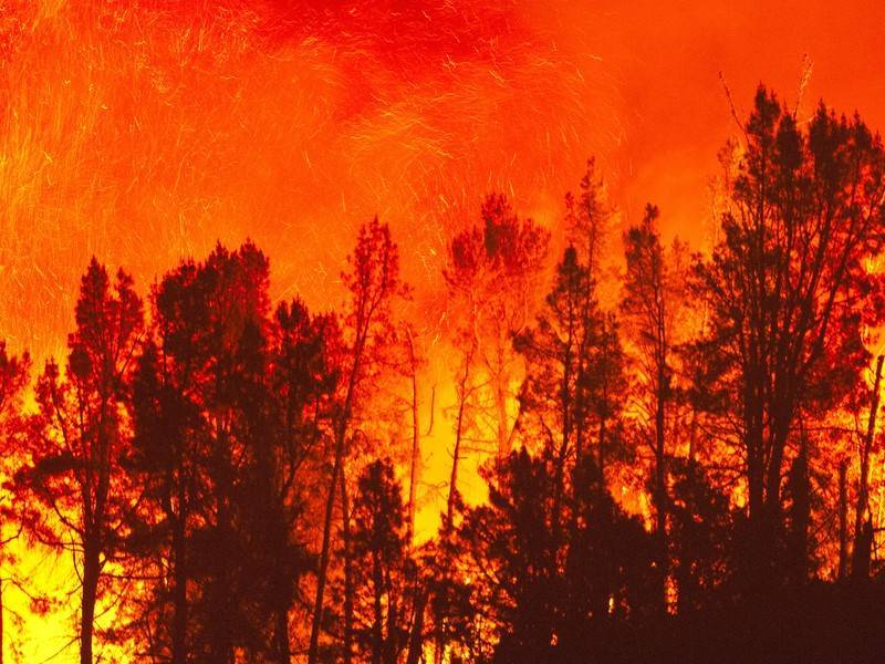 МЧС может прибегнуть к помощи США в тушении лесных пожаров