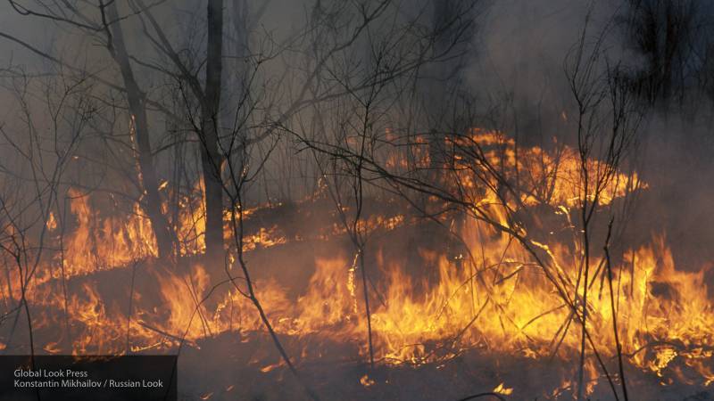 Общая площадь 123 лесных пожаров в Якутии превысила 1,2 миллионов гектаров