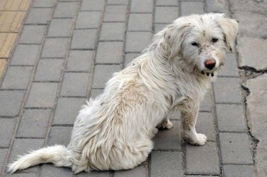Зоозащитники из Калининграда нашли новый способ устройства бездомных собак