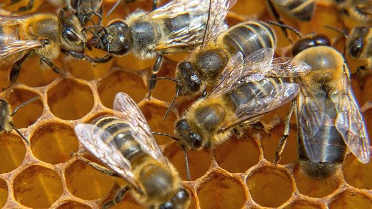 Как остановить пчелиный мор в России: мнение эксперта