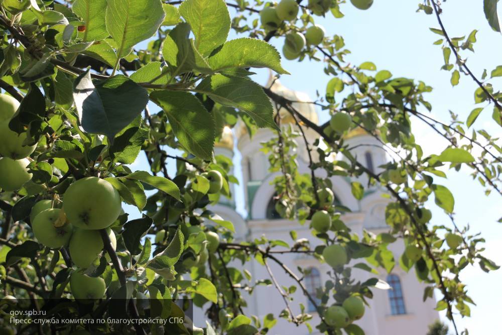 Число деревьев в Петербурге вырастет на 15% в будущем году