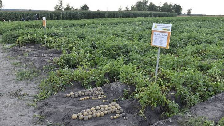 Жителей Брянской области предупредили об опасном заболевании картофеля