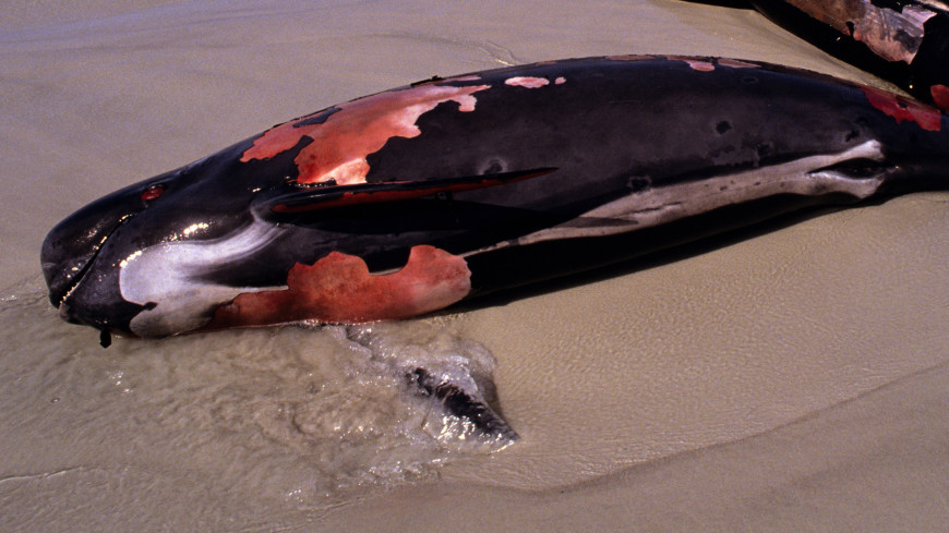 Туристы пытались сделать селфи на фоне умирающего дельфина на пляже
