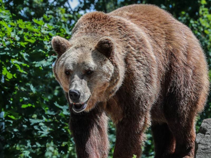 Жителей Удмуртии попросили опасаться медведя, разоряющего ульи
