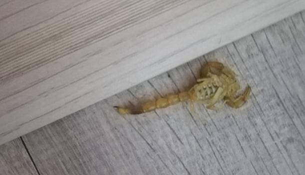 Жительницу Атырау укусил скорпион (фото)