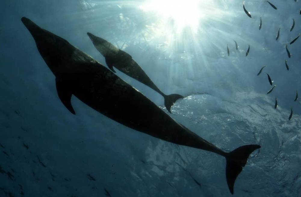Самка дельфина усыновила детеныша другого вида - moya-planeta.ru - Французская Полинезия