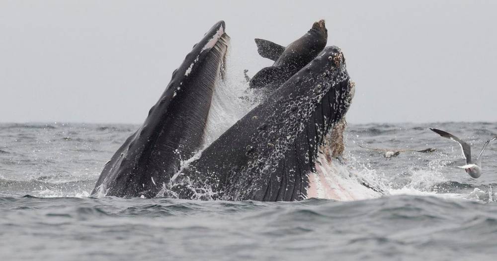 Горбатый кит поймал в&nbsp;пасть морского льва: редчайшее фото