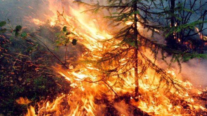 Восстановление сибирских лесов после пожаров займет более 100 лет