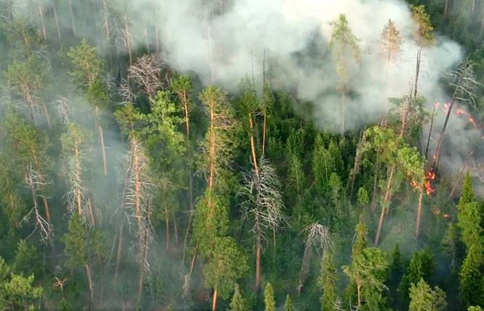 Стало известно, сколько нужно лет на восстановление сгоревших лесов в России