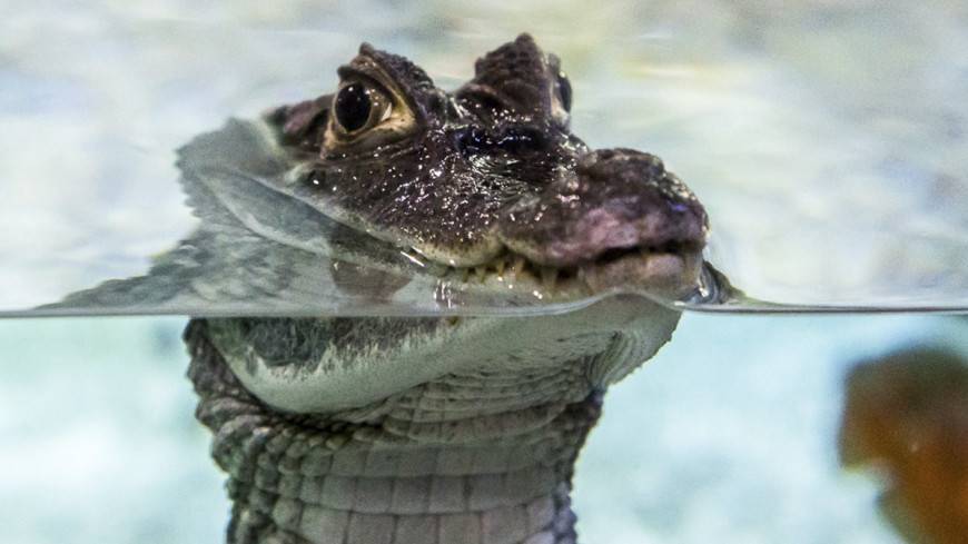 В Индии по затопленным улицам плавают крокодилы (ВИДЕО)